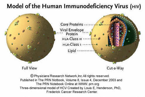 immunodeficiency model